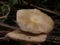 Bolbitius vitellinus