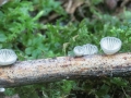 Hohenbuehelia cyphelliformis