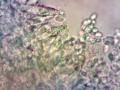 Hohenbuehelia fluxilis