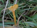 Hygrocybe cantharellus