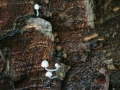 Mycena corynephora