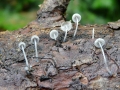 mycena-cyanorhiza