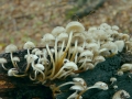 Mycena tintinnabulum