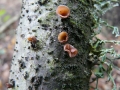 Panellus violaceofulvus