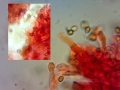 Phaeocollybia jennyae