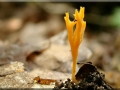 Ramariopsis crocea