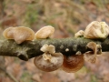 Schizophyllum amplum