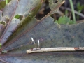 Typhula erythropus