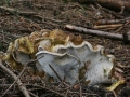 Albatrellus cristatus