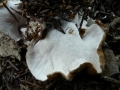 Albatrellus cristatus