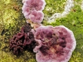 Chondrostereum purpureum