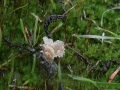 Cotylidia undulata