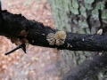 Hohenbuehelia pinacearum