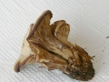 Lentinellus cochleatus