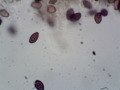Panaeolus olivaceus