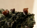 Panellus violaceofulvus