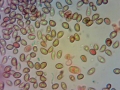 Phaeocollybia jennyae