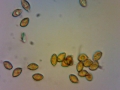 Phaeocollybia lugubris