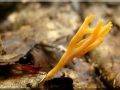 Ramariopsis crocea