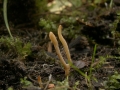 Ramariopsis tenuiramosa