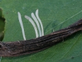 Typhula uncialis